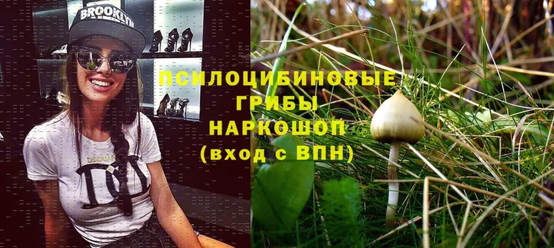 Псилоцибиновые грибы Magic Shrooms  даркнет официальный сайт  Ливны 